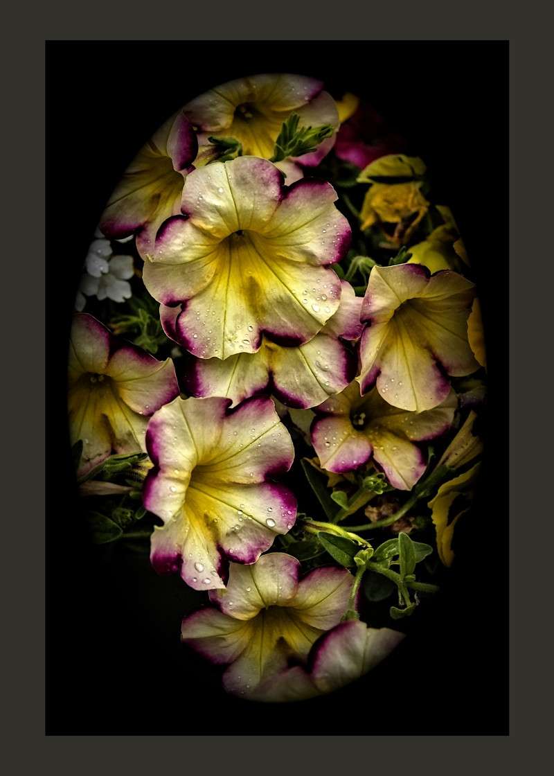 Banana cherry petunia- 02